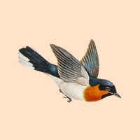 Logo featuring a flying bird